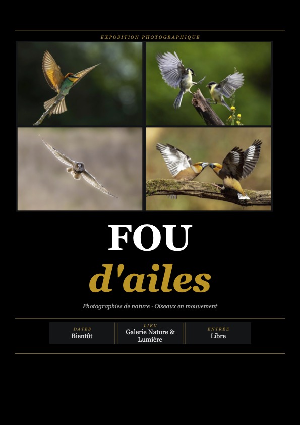 Exposition photographique sur les oiseaux en mouvement